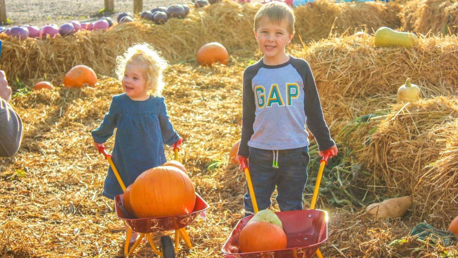 Children picking pumpkins